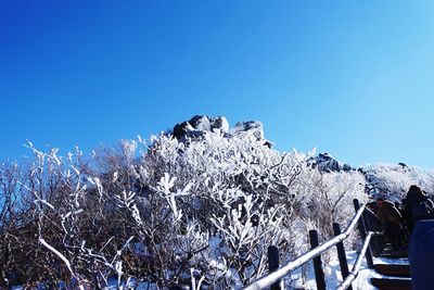Low angle view of frozen tree against clear blue sky