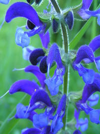 Close-up of purple flowers blooming outdoors