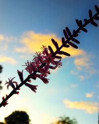 Low angle view of silhouette flowering plants against sky during sunset