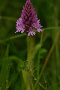 Close-up of purple flowering plant