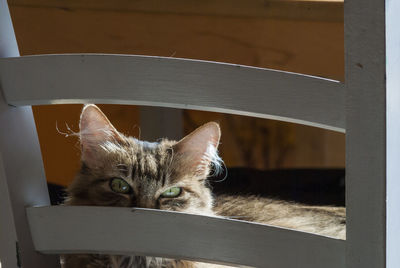 Portrait of cat sitting on chair