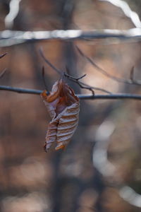 Close-up of dry leaves