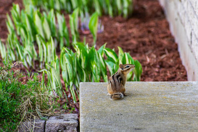 View of squirrel on plant