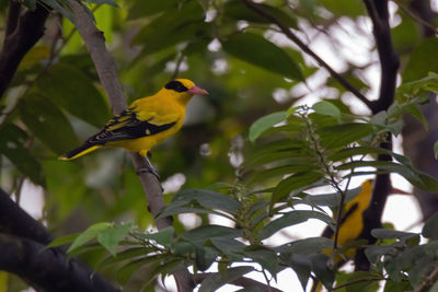 Low angle view of bird perching on plant