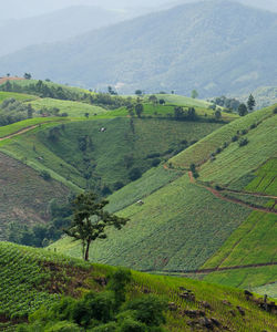 High angle view of agricultural field