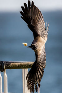 Raven reaching towards food in mid-air against sea