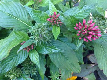 Close-up of flowers