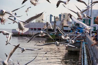 Seagulls flying over water against sky