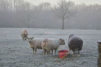 Sheep in a field