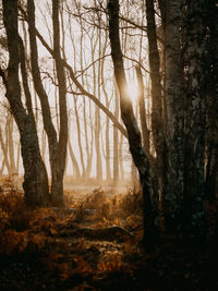 Sunlight streaming through trees in forest