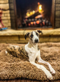 Whippet puppy in front of a fireplace