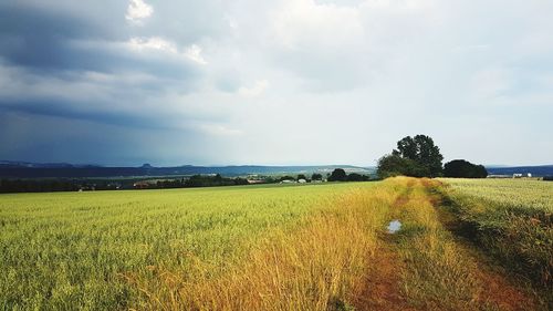 Scenic view of agricultural field against sky