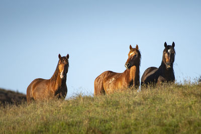 Horses on field against sky