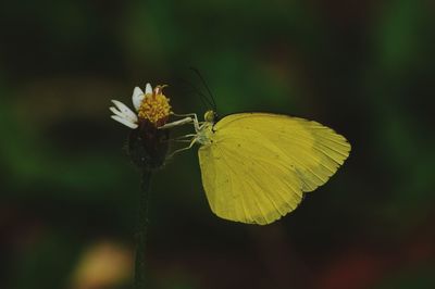 Close-up of yellow butterfly pollinating on flower