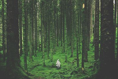 View of a tree in forest