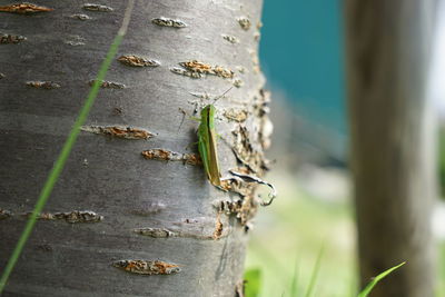 Close-up of bee on tree trunk