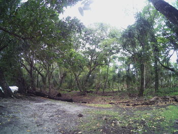 Scenic view of forest