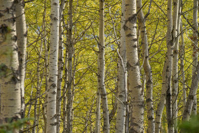 Pine trees in forest