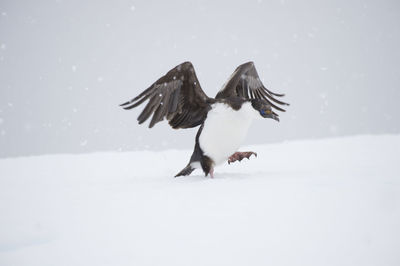 Low angle view of bird flying against sky