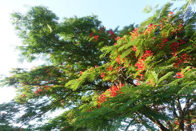 Low angle view of trees against sky