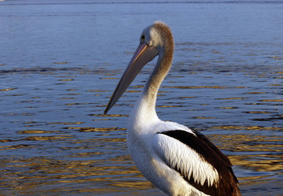 Close-up of a duck in lake