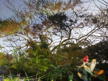 Plants growing on tree