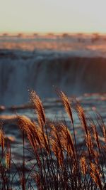 Close-up of plant on beach against sky during sunset