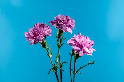 Low angle view of flowering plant against clear blue sky