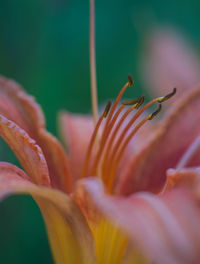 Close-up of red flowering plant