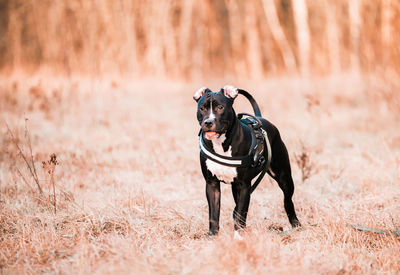 Dog standing on field