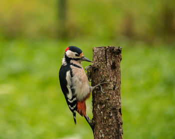 Close-up of bird perching on tree trunk