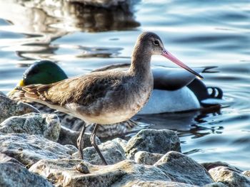 The godwits are a group of large, long-billed, long-legged 