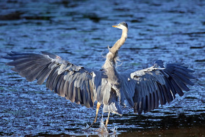 Rear view of a bird in water