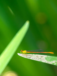 Close-up of insect on leaf