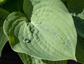 High angle view of fresh green leaves on plant