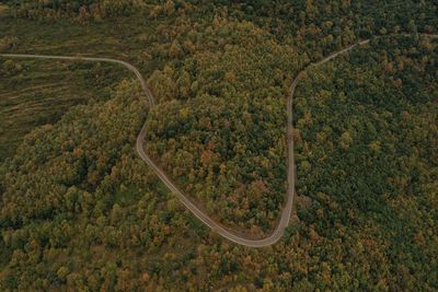 High angle view of road in forest