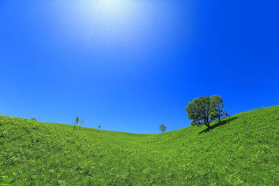 Scenic view of field against clear blue sky