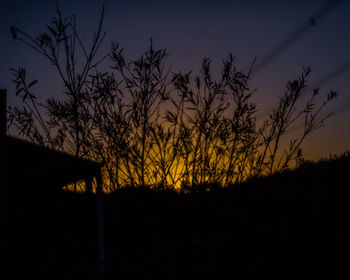 Silhouette trees on field against sky at night