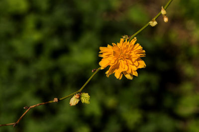 Close-up of yellow flowering plant