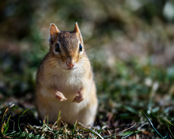 Portrait of squirrel