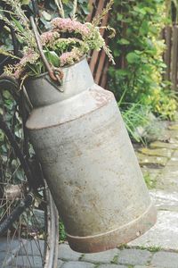 Close-up of potted plant