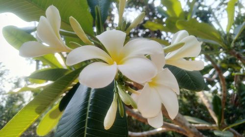 Close-up of frangipani blooming on tree
