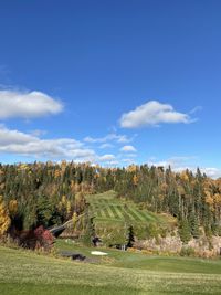 Trees on field against sky