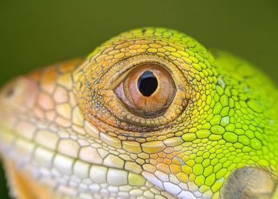 Eyeball Reptile