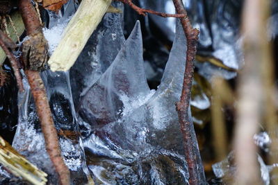 Close-up of ice on leaf