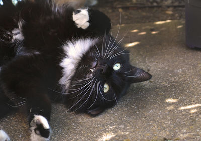 Close-up of black cat lying on floor