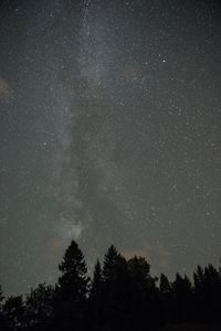 Low angle view of silhouette trees against star field at night