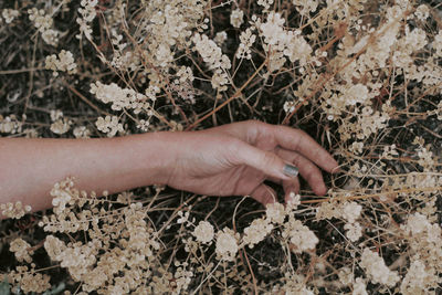 High angle view of person hand holding plant