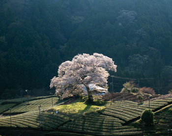 View of flowering plants on land