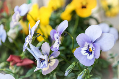 Close-up of purple flower